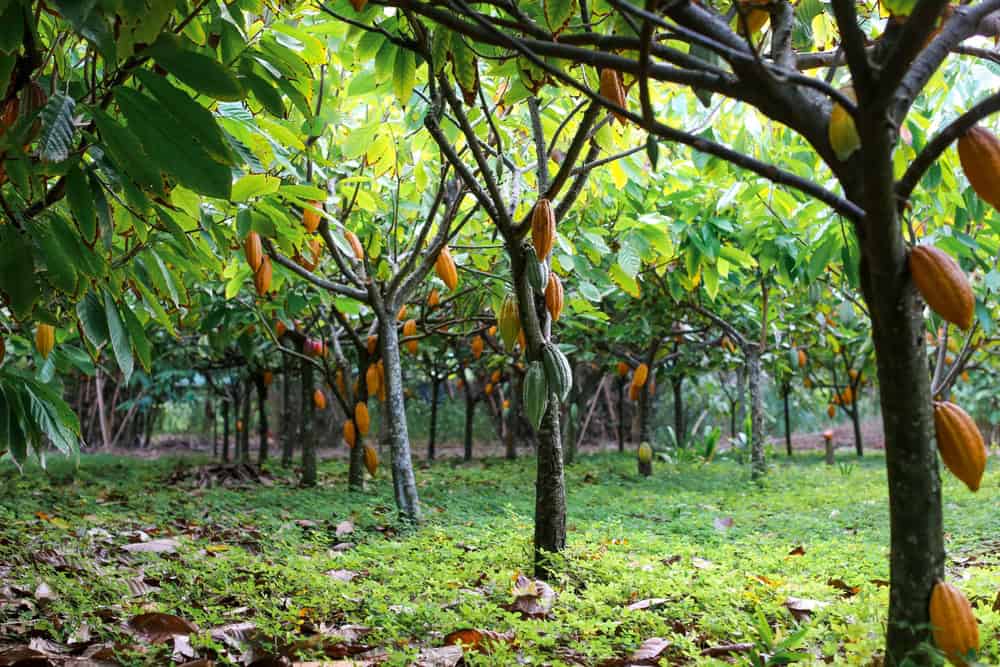Mudanças climáticas podem inviabilizar produção de chocolate, revela estudo Mudanças climáticas podem inviabilizar produção de chocolate, revela estudo