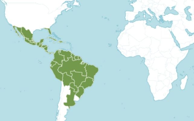 Nova fonte de canabidiol é descoberta em planta presente no Brasil Nova fonte de canabidiol é descoberta em planta presente no Brasil