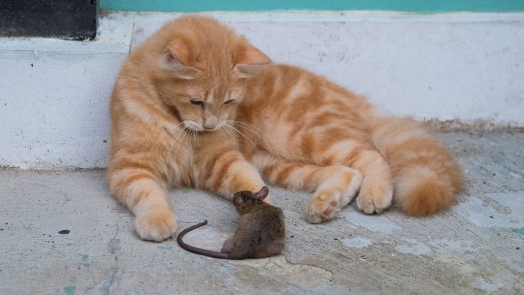 O gato laranja olhou para o rato como se quisesse comê-lo. Os gatos caçam em ratos pretos. Predadores naturais para reduzir a população de ratos.