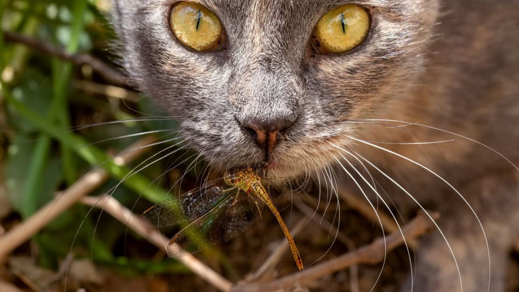 Foto da cabeça de um gatinho que pegou e comeu uma linda libélula