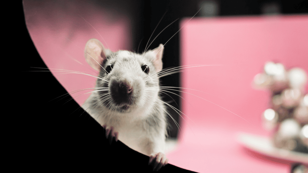 imagem mostra um rato/camundongo olhando diretamente para você
