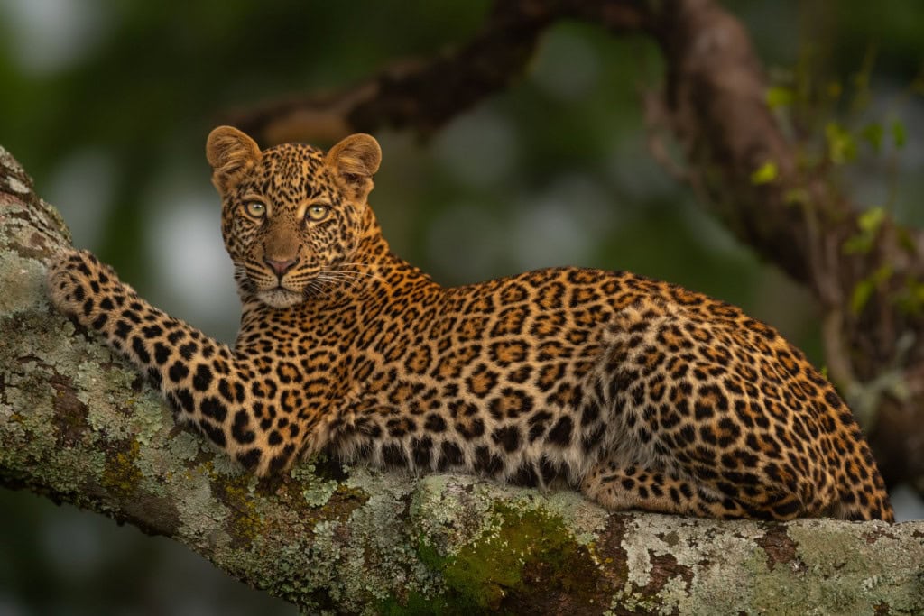Leopardo em cima da árvore