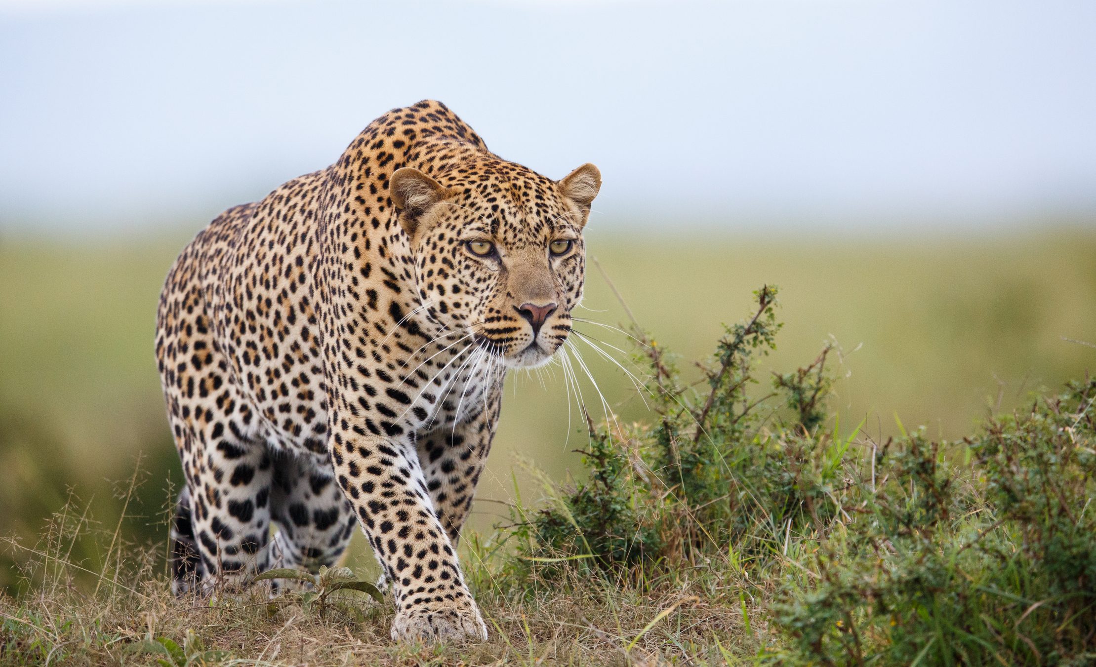 Leopardo em momento de caça na savana