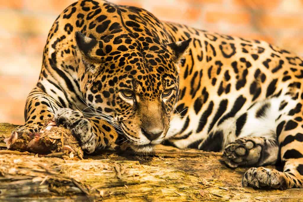 Você consegue identificar a diferença entre uma onça-pintada e um leopardo? Você consegue identificar a diferença entre uma onça-pintada e um leopardo?