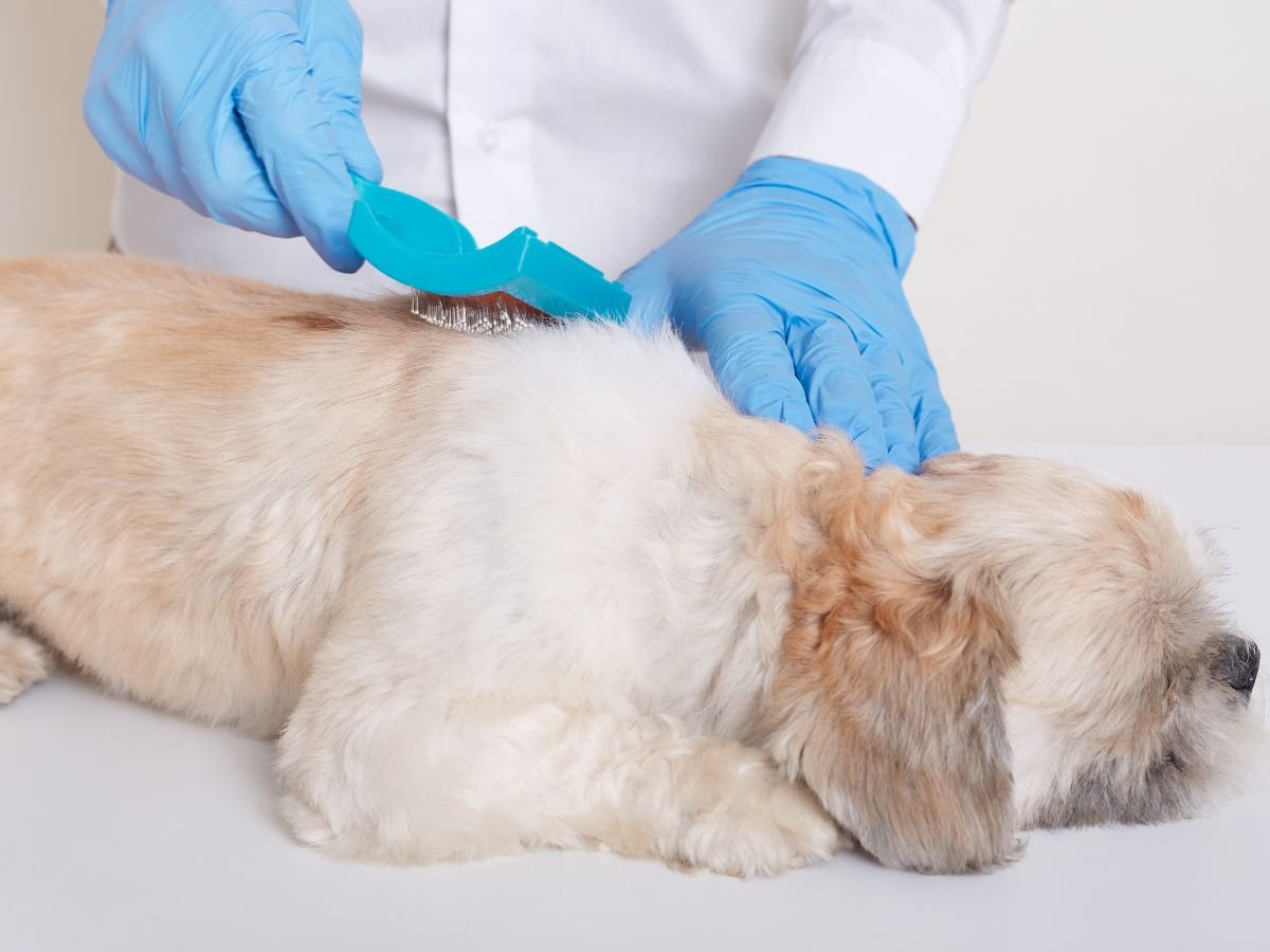 Brasil está entre os líderes globais em número de pets e amor pelos animais Brasil está entre os líderes globais em número de pets e amor pelos animais