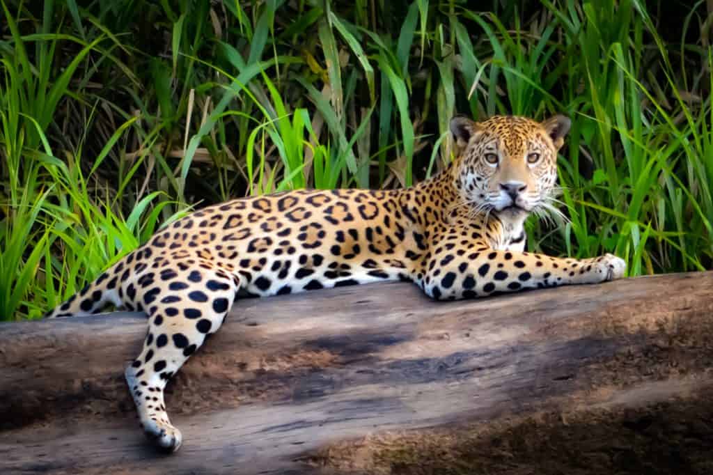 A onça-pintada é um dos animais em risco de extinção