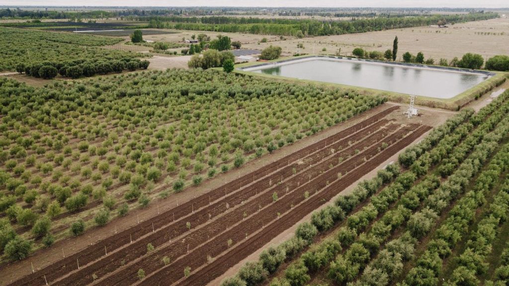 San Rafael busca potenciar la producción olivícola con algas y biotecnología natural San Rafael busca potenciar la producción olivícola con algas y biotecnología natural