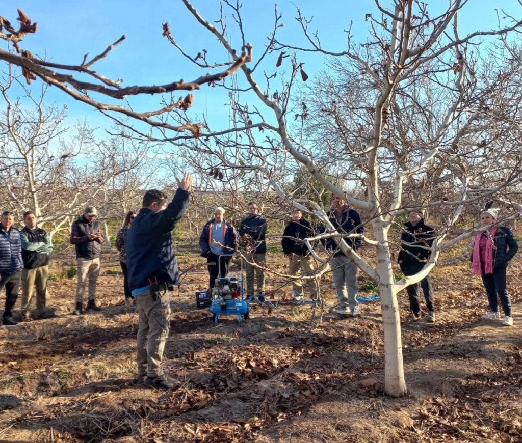 Ante el creciente interés en los “frutos secos” capacitarán sobre poda de nogales y pistachos Ante el creciente interés en los “frutos secos” capacitarán sobre poda de nogales y pistachos