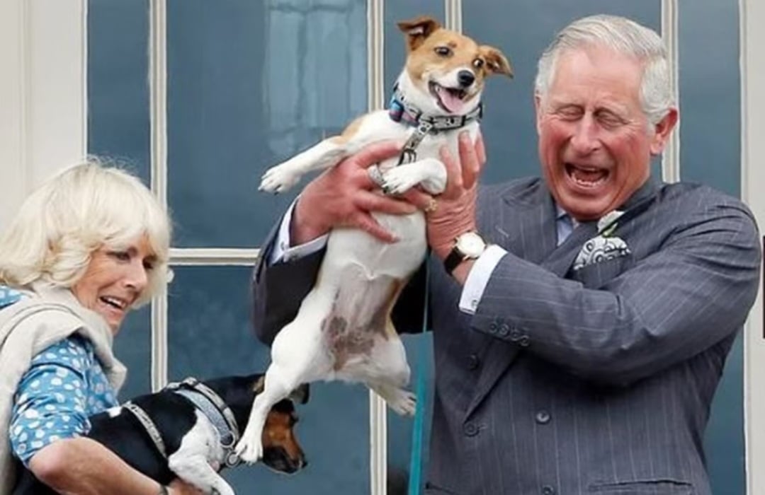 Rei Charles III lança linha de casaquinhos para cães; confira os valores Rei Charles III lança linha de casaquinhos para cães; confira os valores