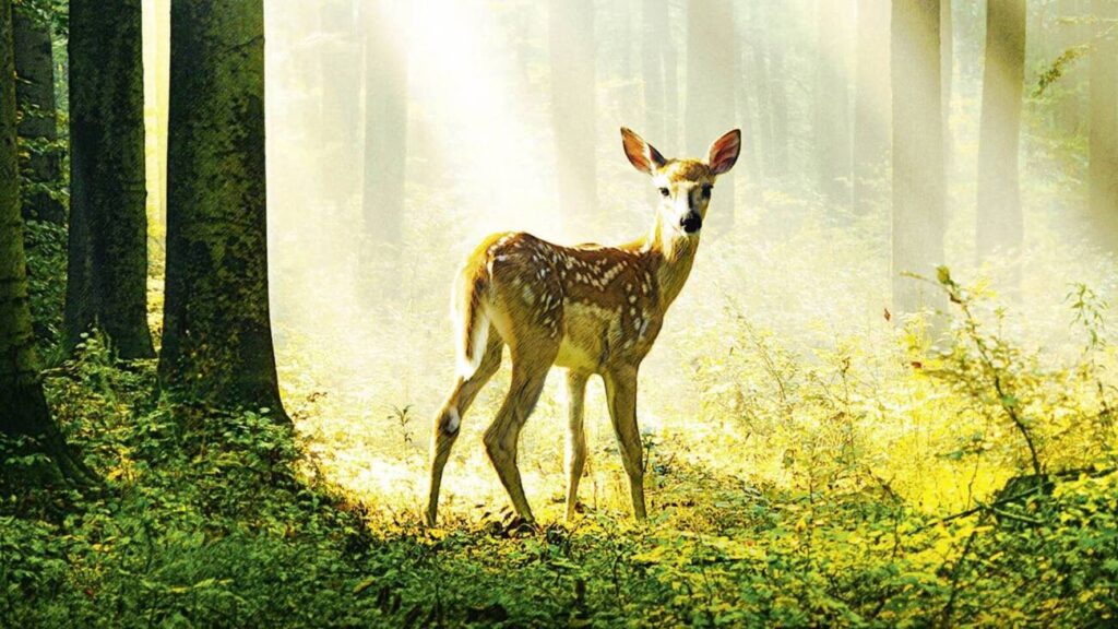 BAMBI: Uma Aventura na Floresta BAMBI: Uma Aventura na Floresta