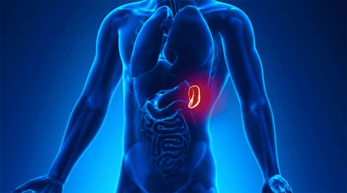 5 órgãos que o corpo humano não precisa para sobreviver 5 órgãos que o corpo humano não precisa para sobreviver