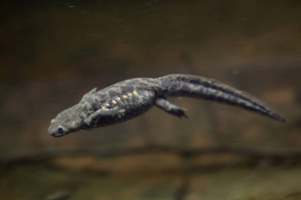 salamandra