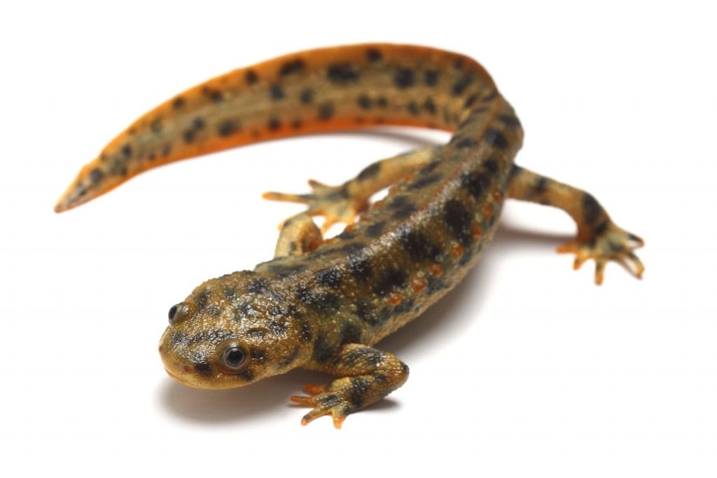salamandra