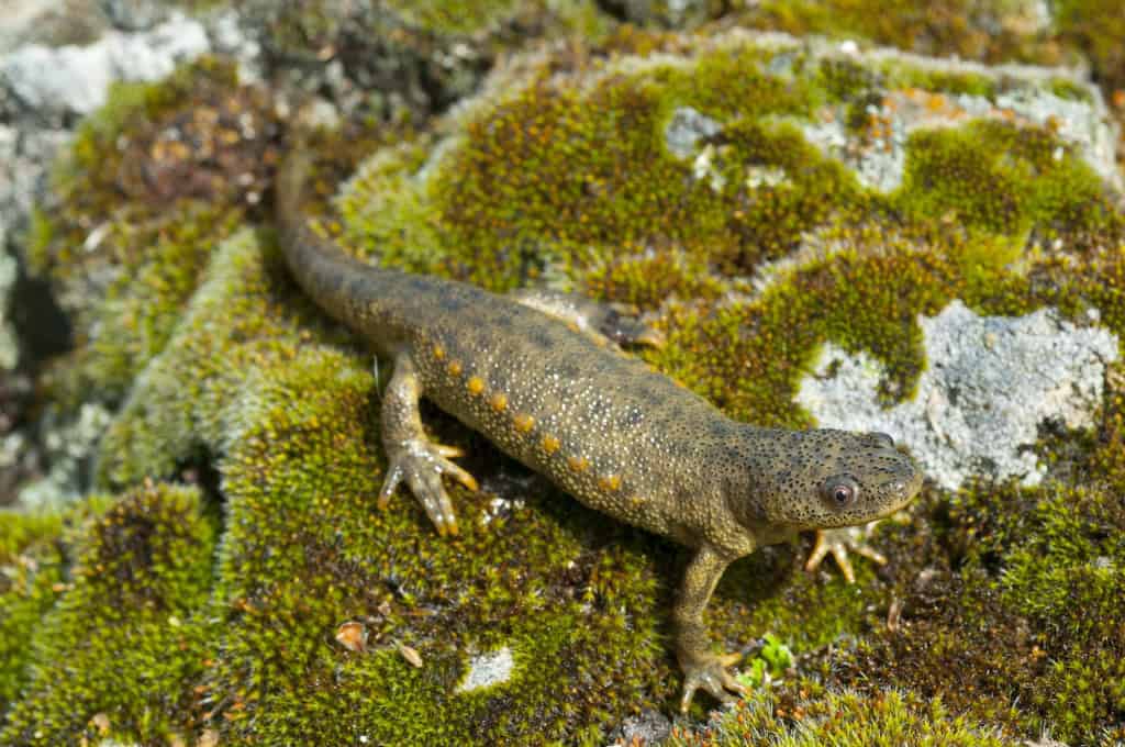 Essa salamandra tem uma das defesas mais bizarras da natureza Essa salamandra tem uma das defesas mais bizarras da natureza